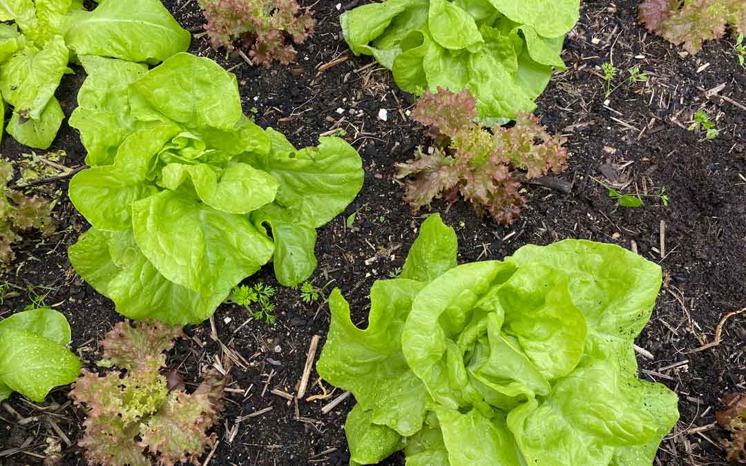 lettuce