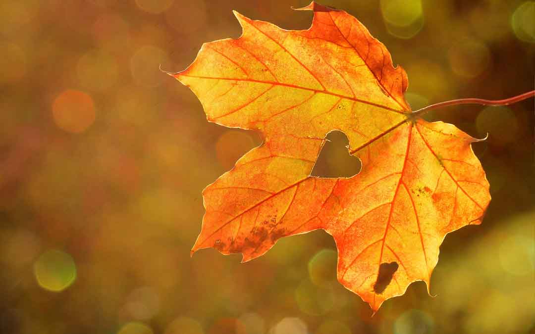love-nature-leaf-planet-heart