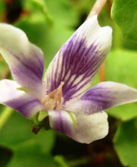 viola-hederacea-flower