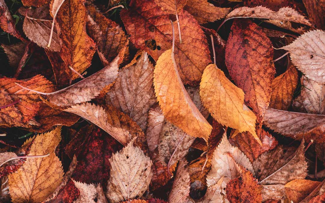 autumn